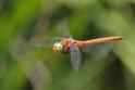 Isoaeschna isoceles (Green-eyed Hawker) female 7.JPG